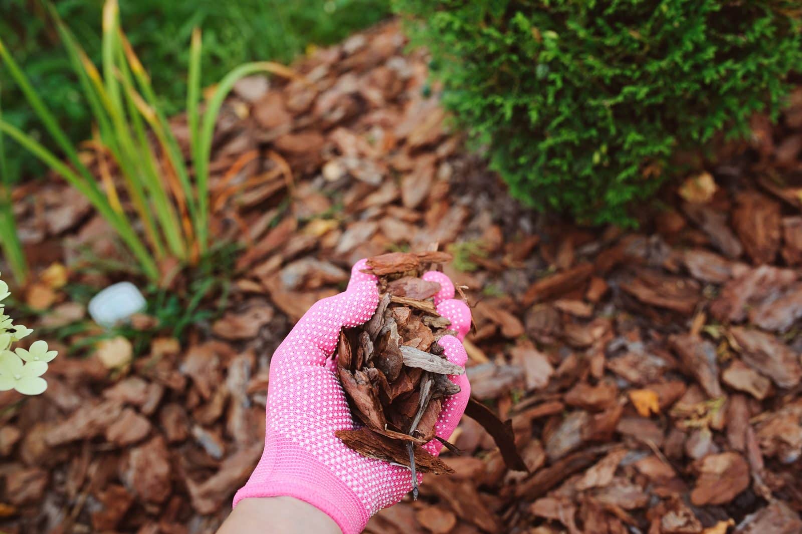 mulching