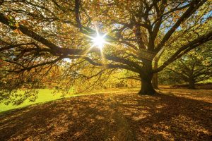 Fall Cleanup Tasks