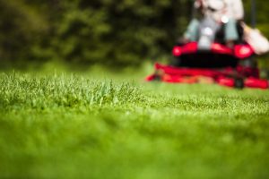 Seeding or Sod for Your Lawn